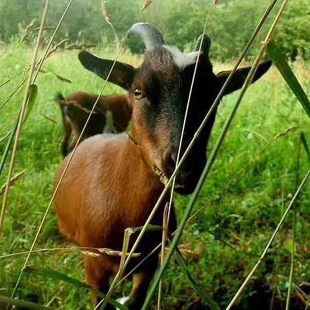 Le Murmure Des Lucioles Appartement Hamoir